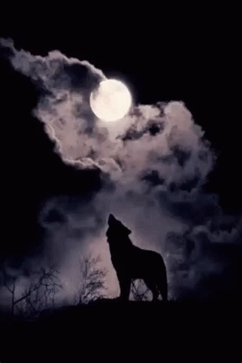 wolf howling gif|wolf howling at night pictures.